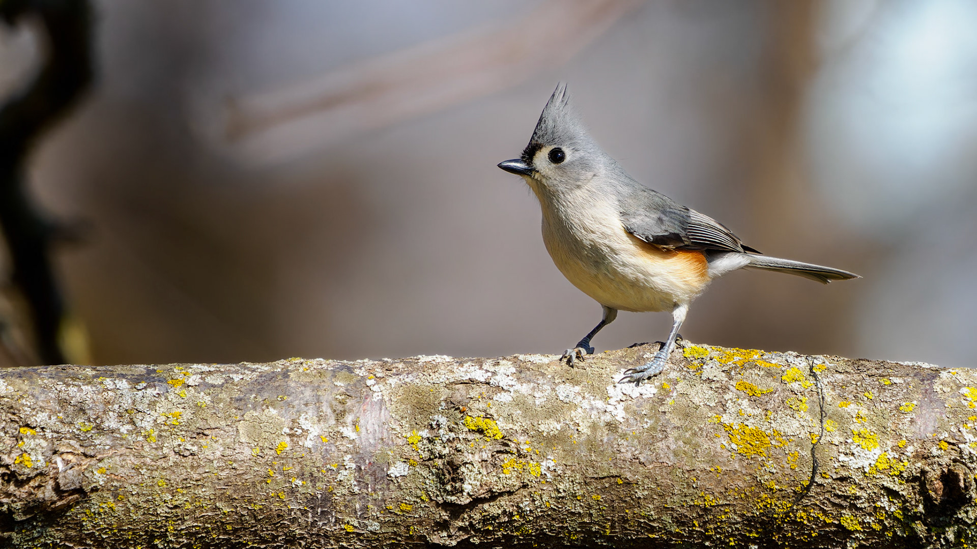 Jim Jones, Photographer