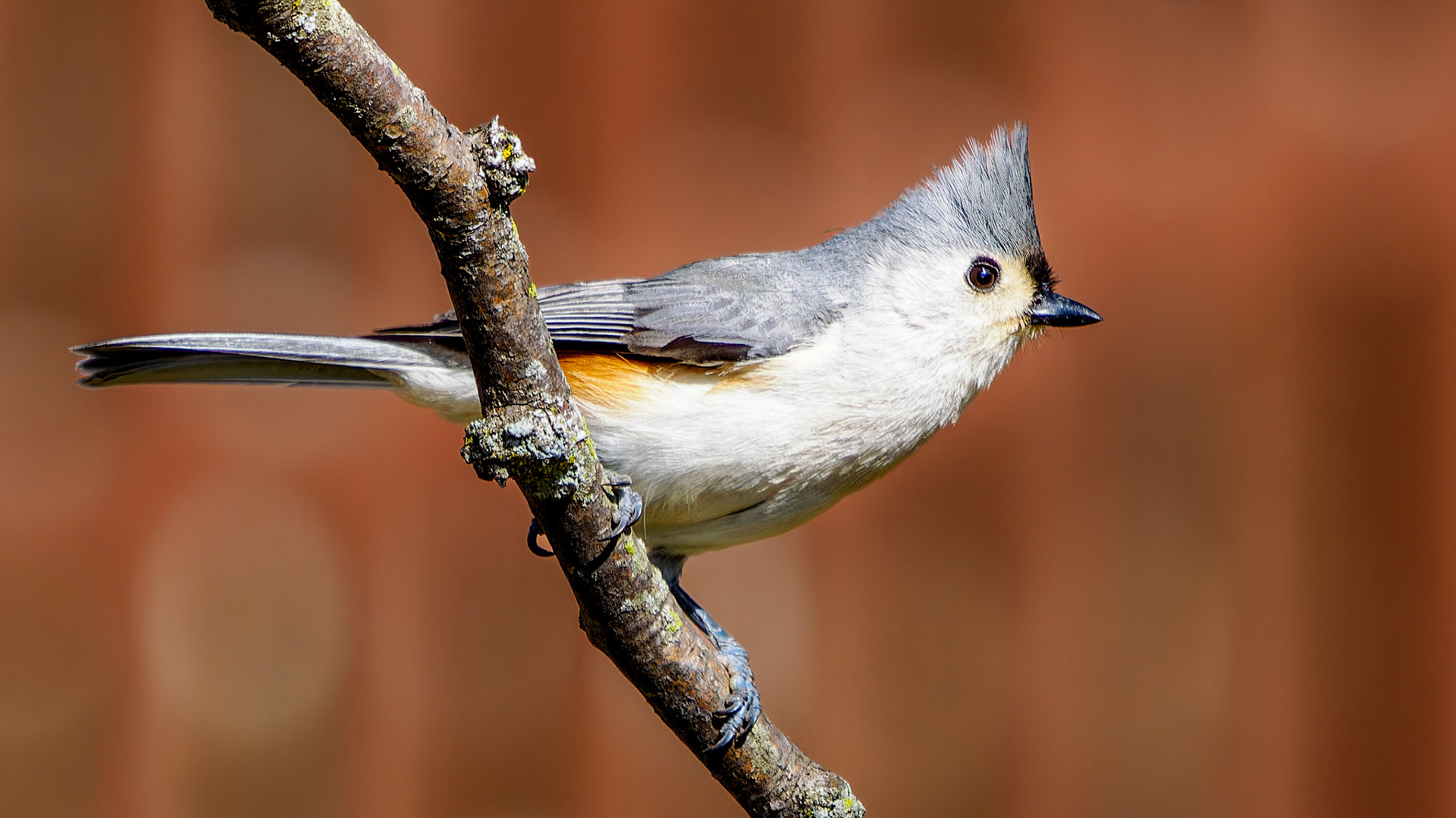 Jim Jones, Photographer