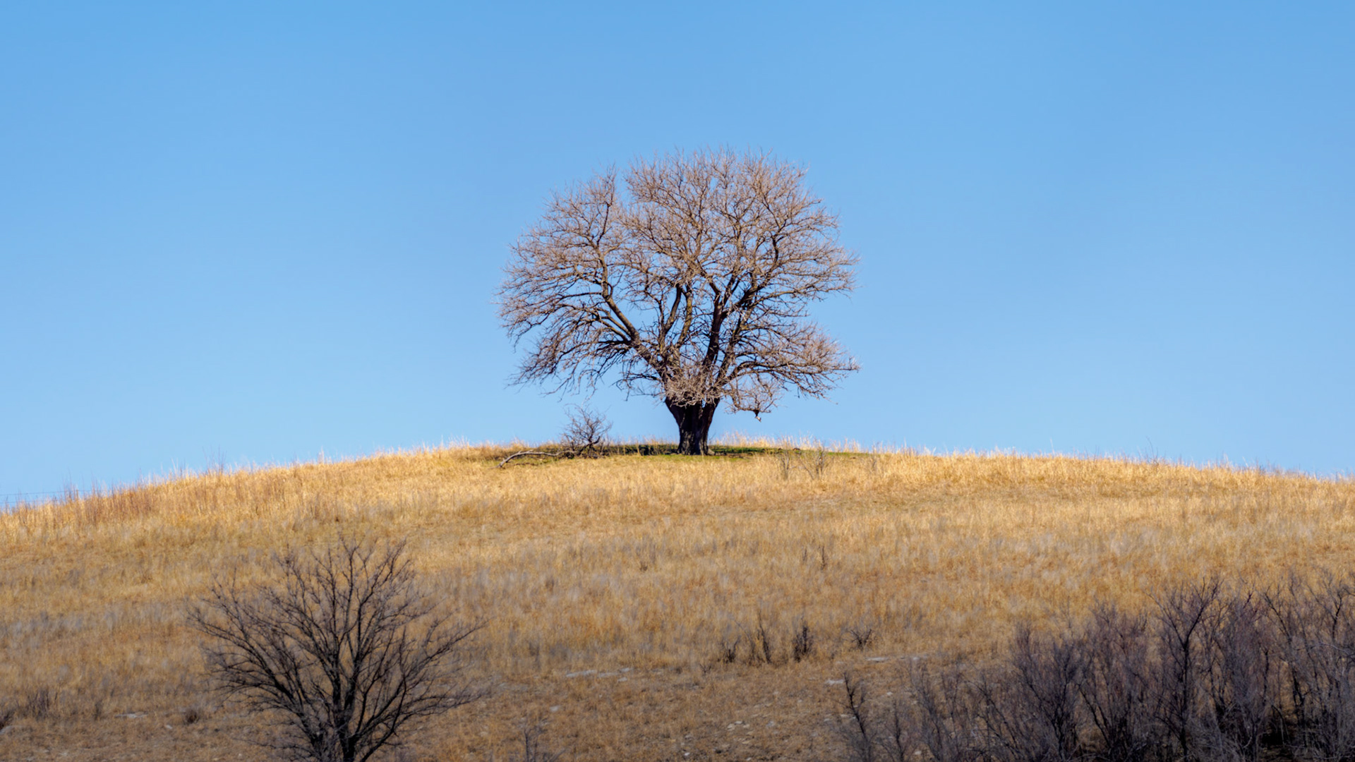 Jim Jones, Photographer