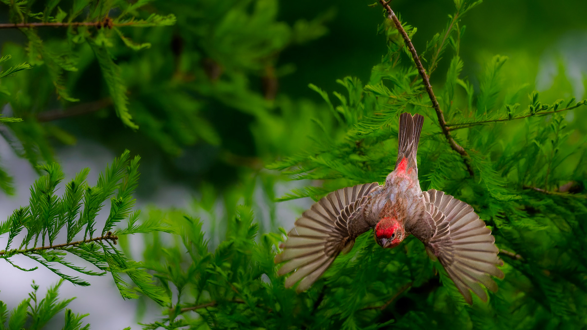 Jim Jones, Photographer