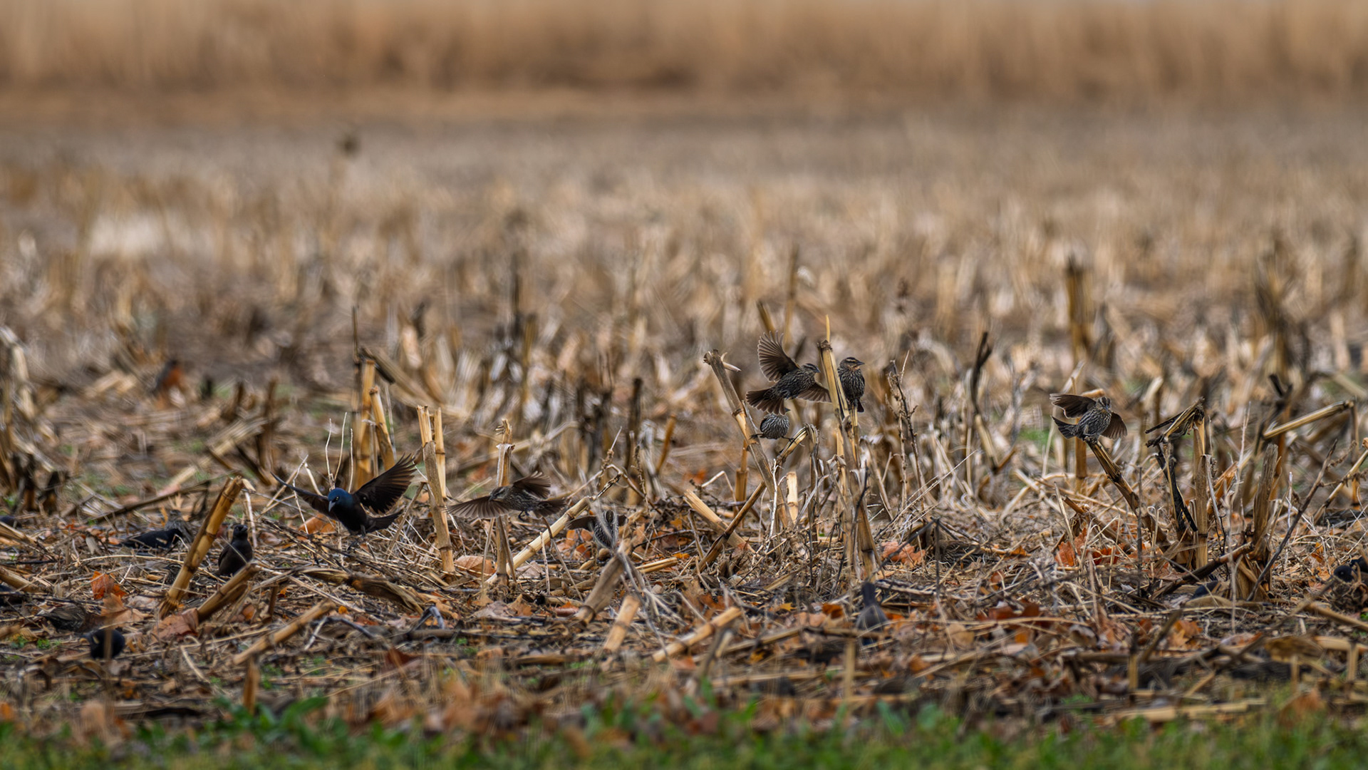 Jim Jones, Photographer