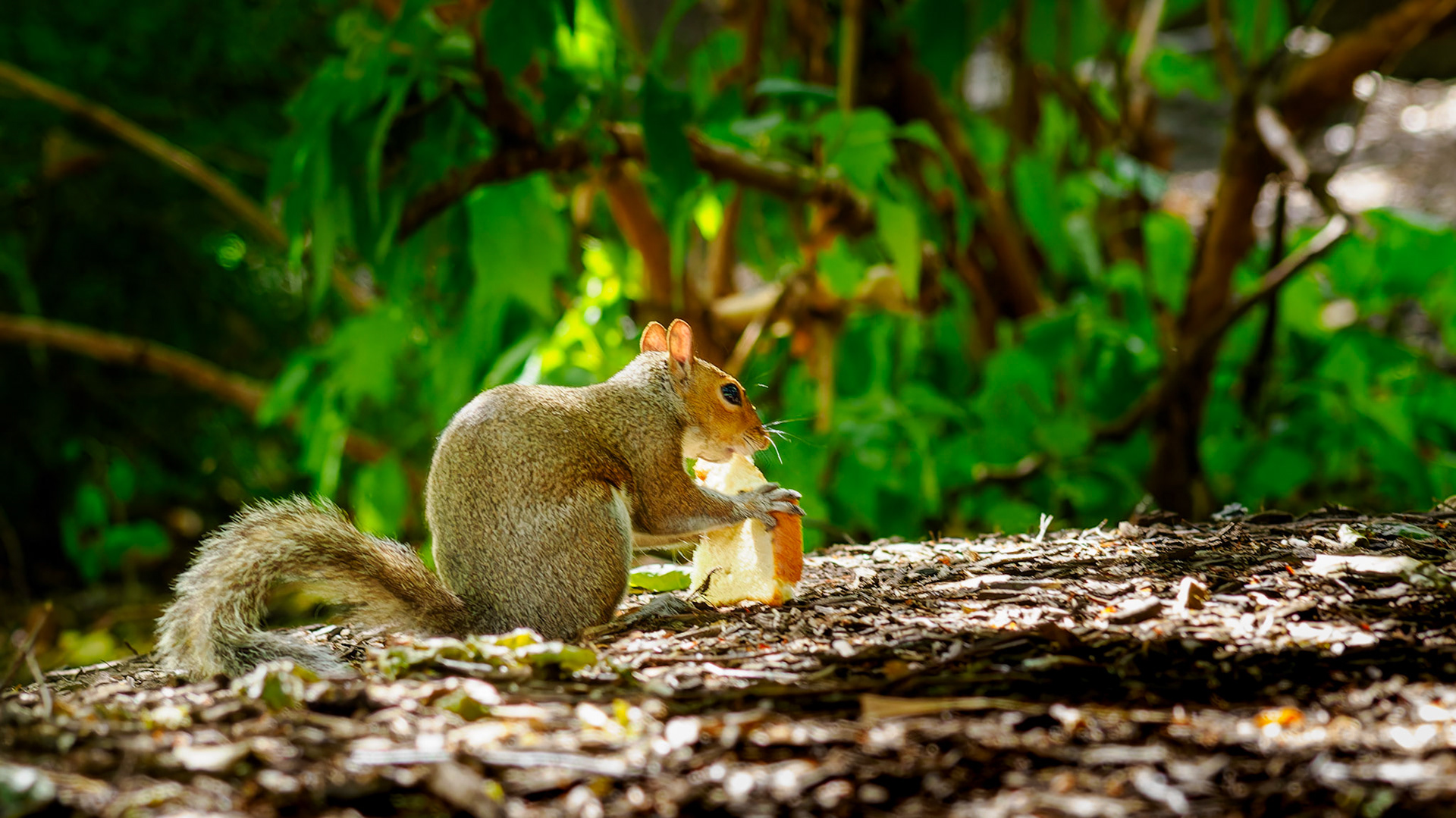 Jim Jones, Photographer