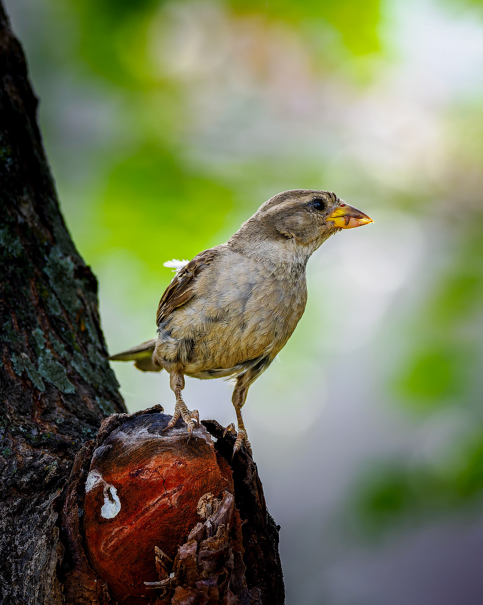 Jim Jones, Photographer