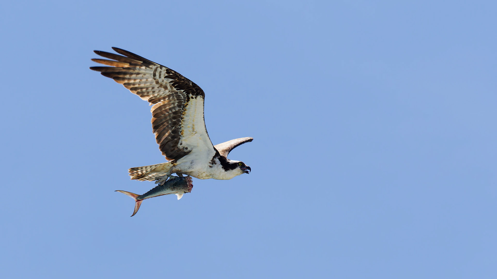 Jim Jones, Photographer