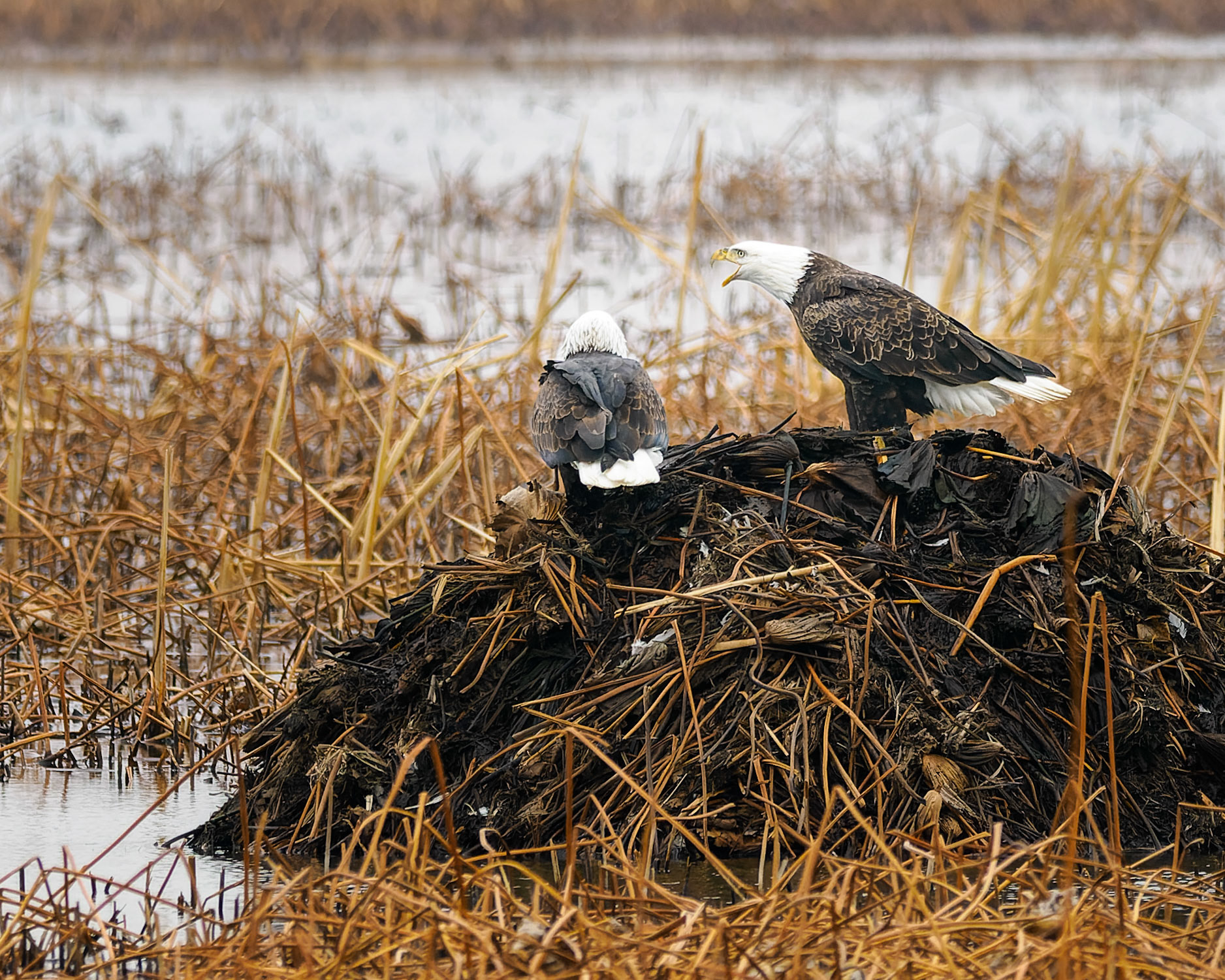 Jim Jones, Photographer