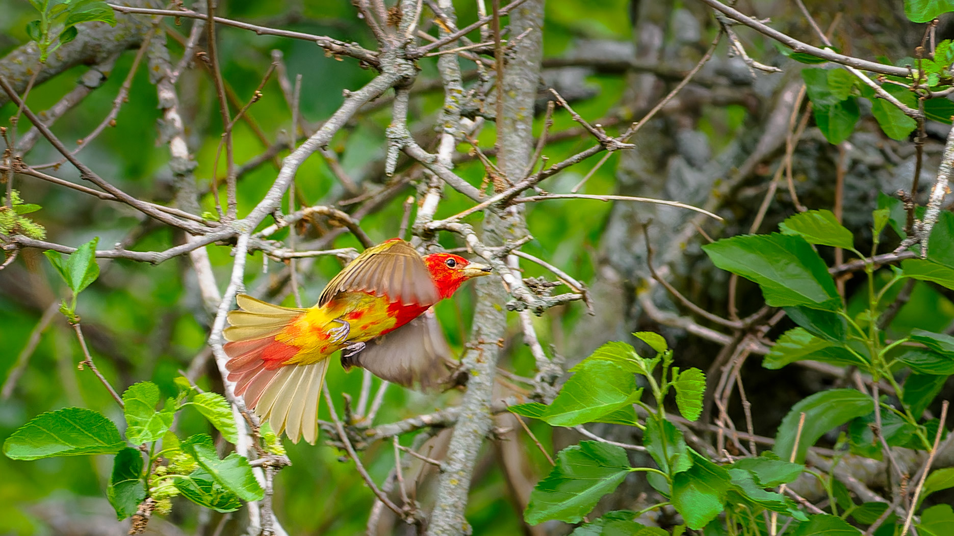 Jim Jones, Photographer