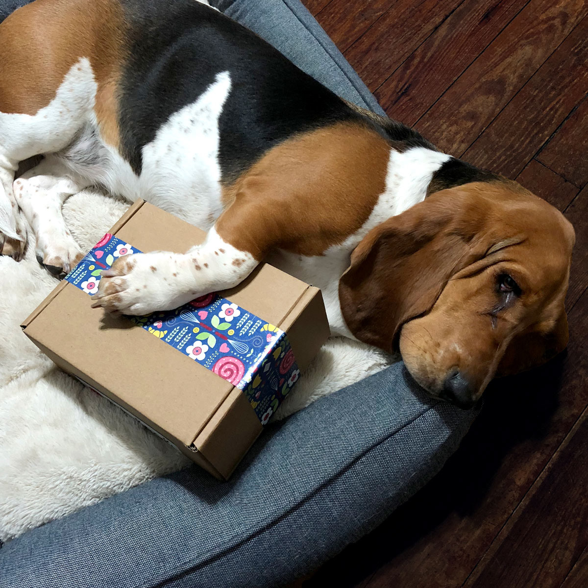 Margot supervising during lockdown