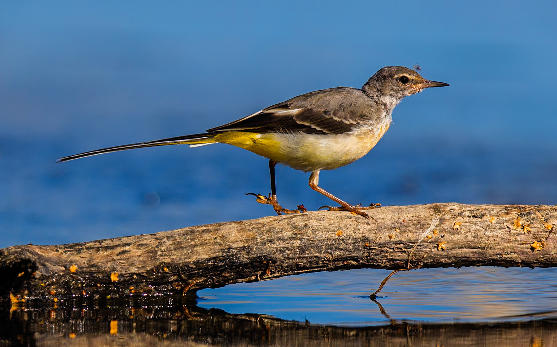 Grey Wagtail