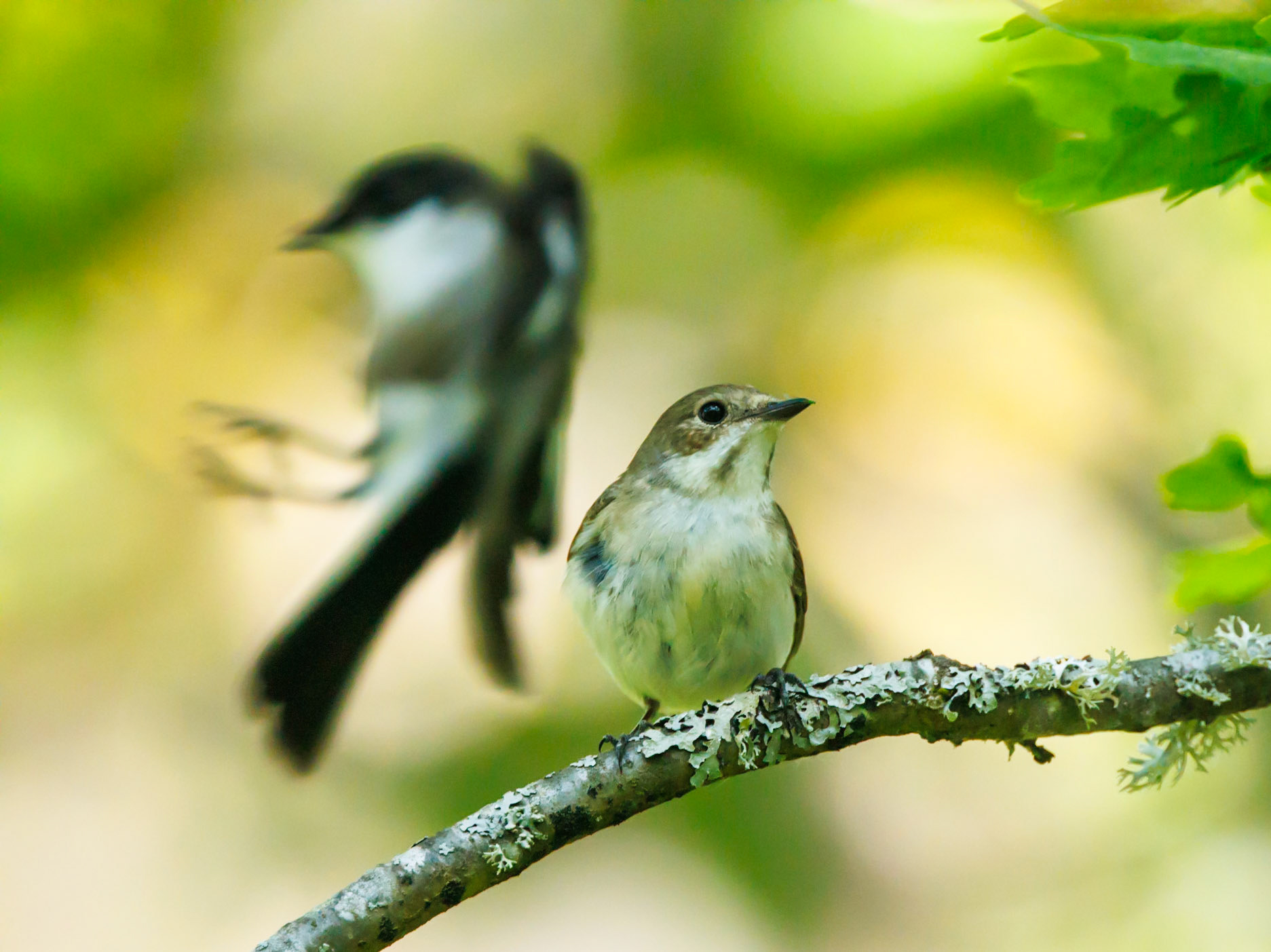 European pied flycatcher
