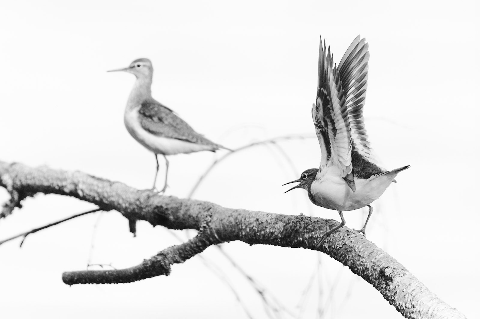 Common sandpiper