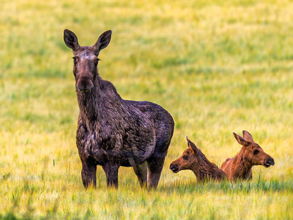 Moose