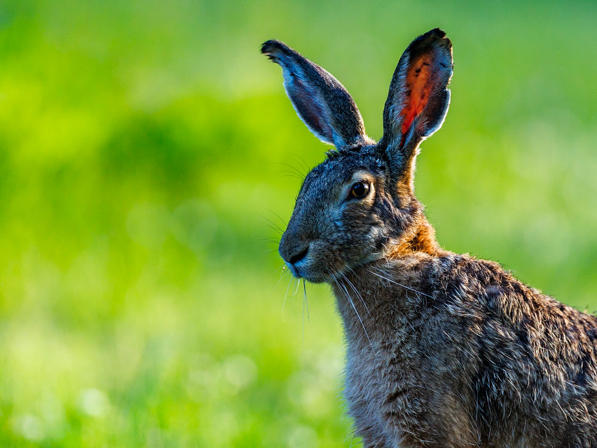 European Hare