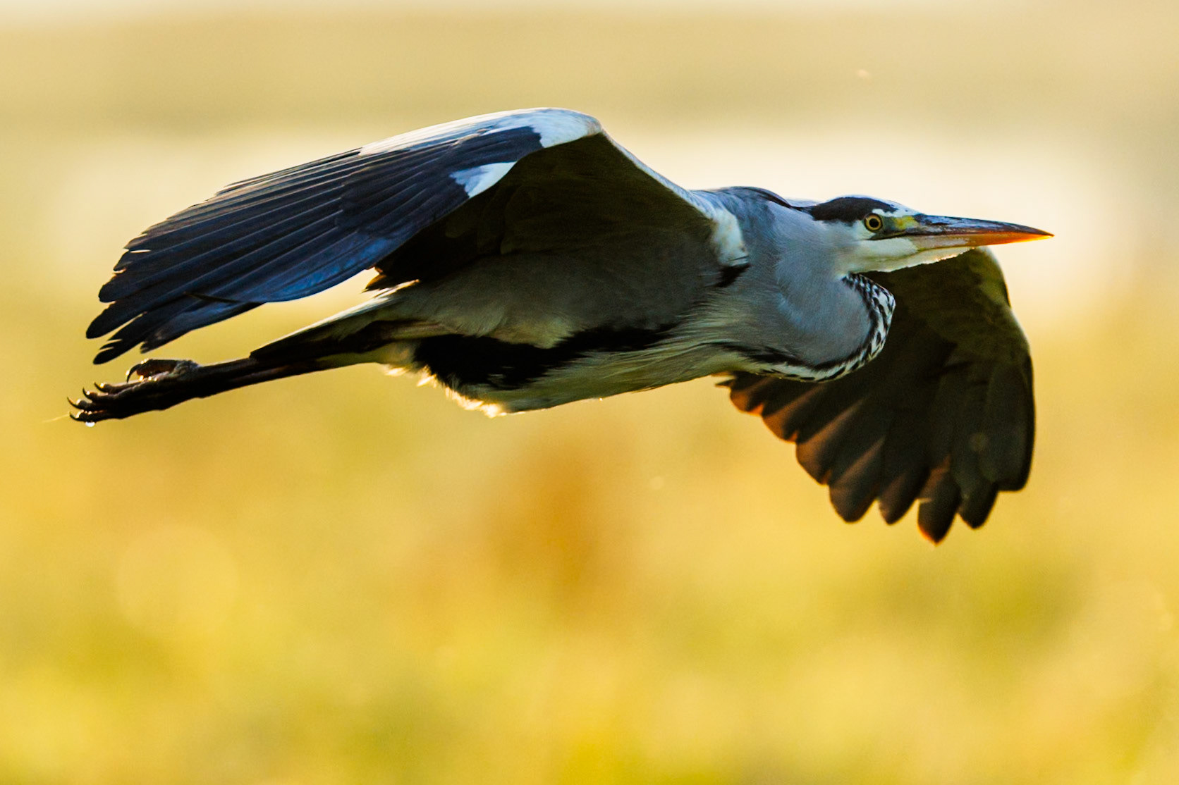 Grey heron