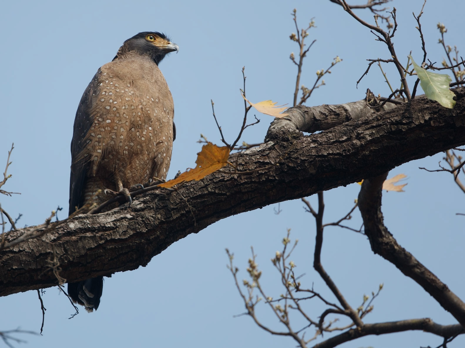 Crested Serpent Eagle