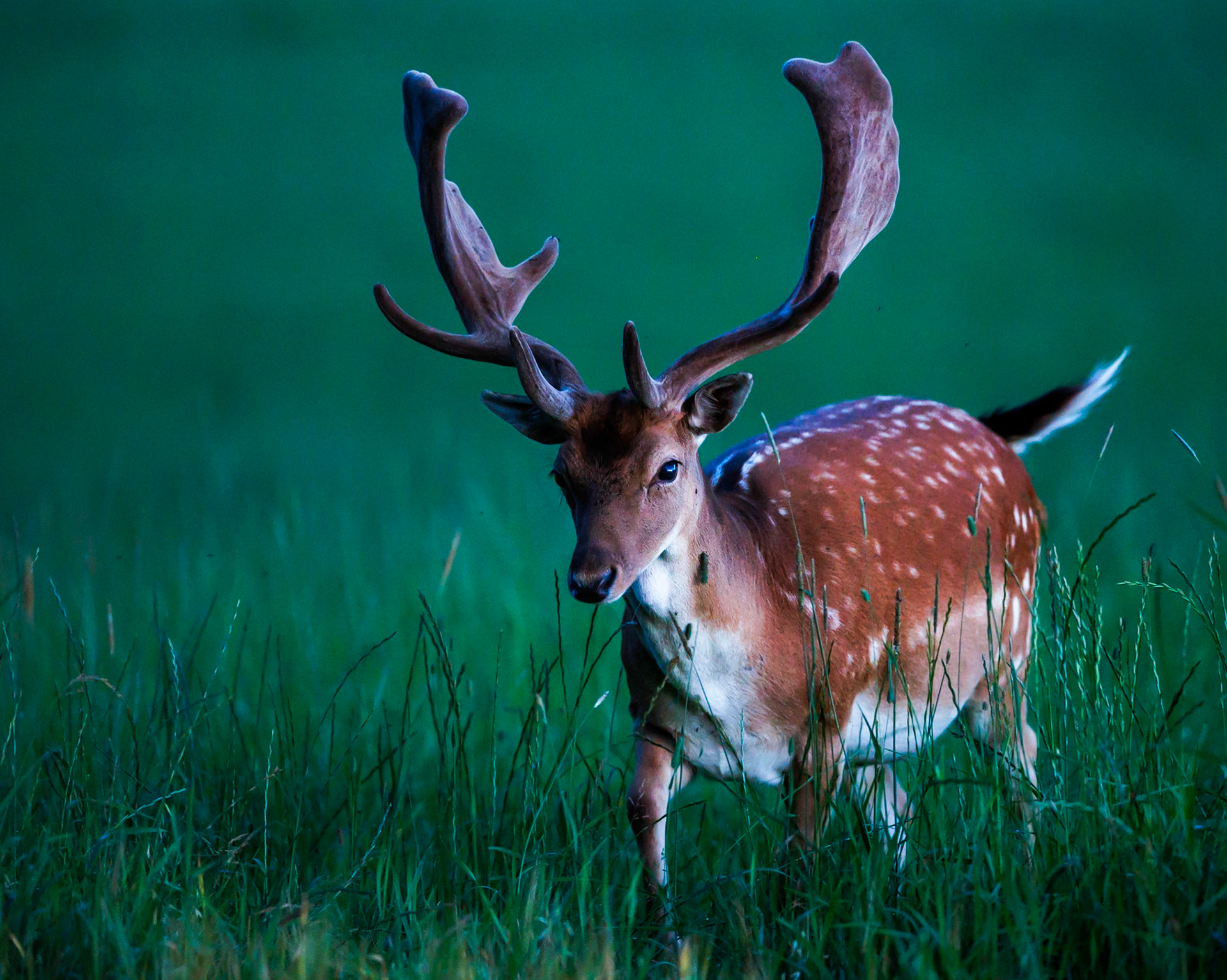 Fallow deer