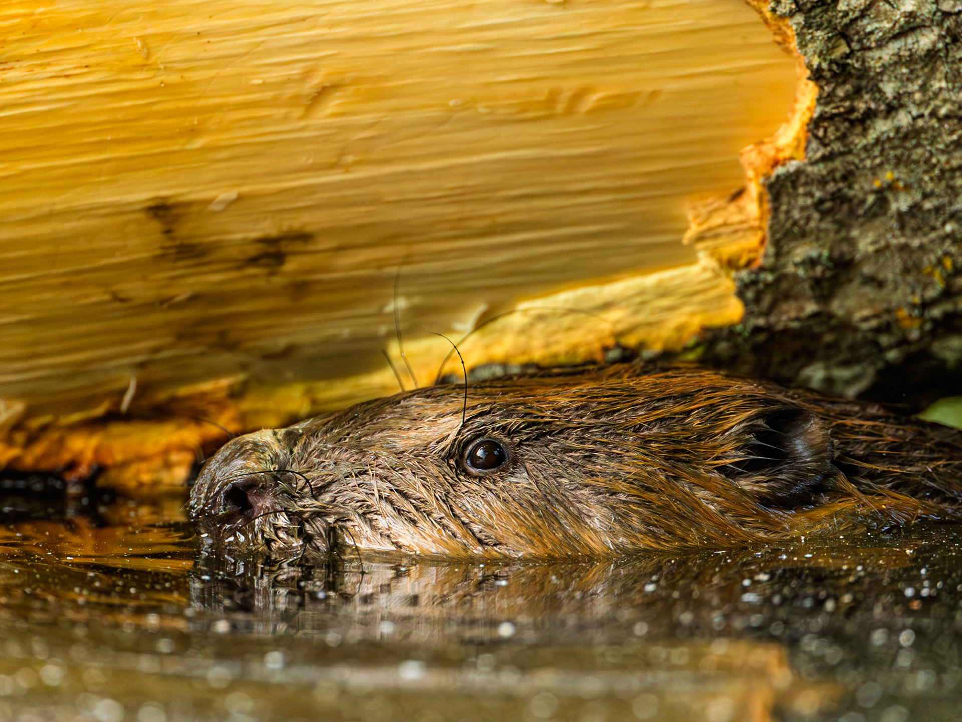 Beaver