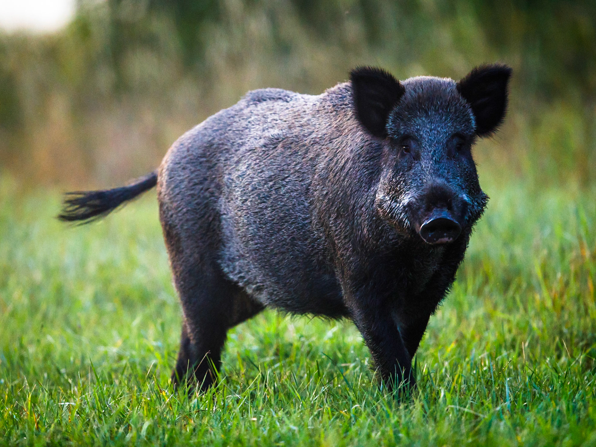 Wild Bore
