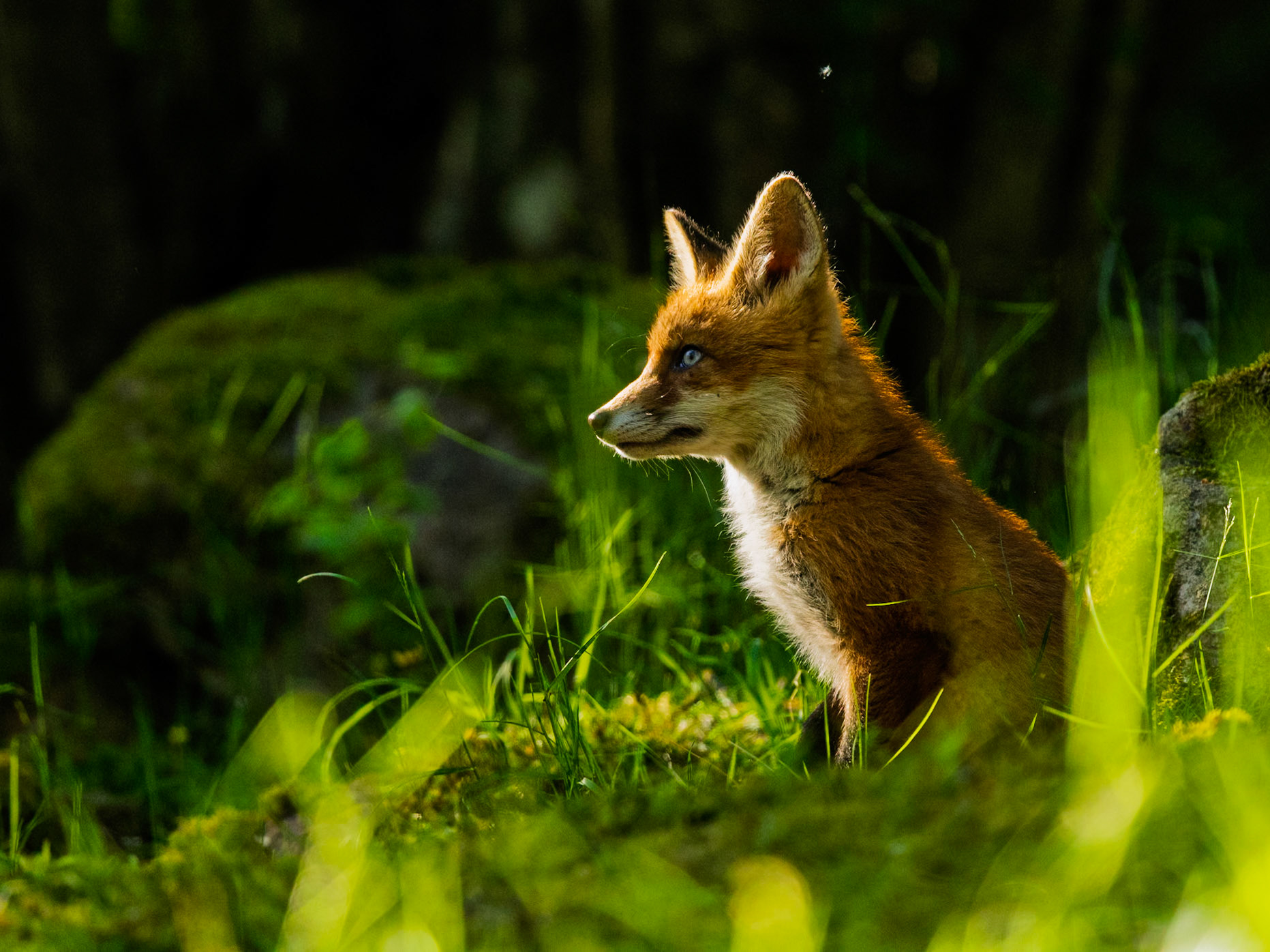 Red Fox