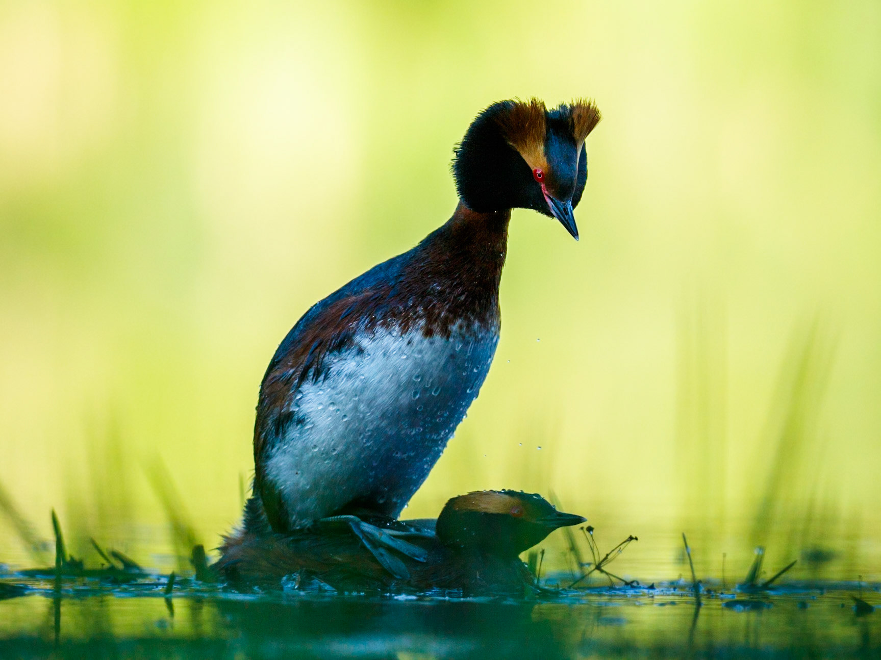Slavonian Grebe