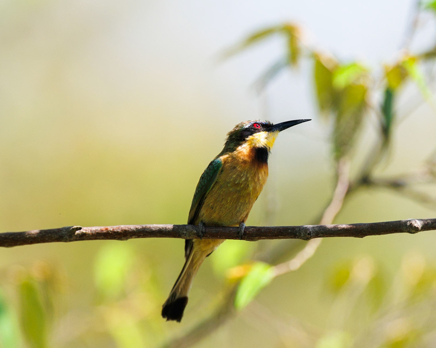 Little Bee-eater in Masai Mara 2026