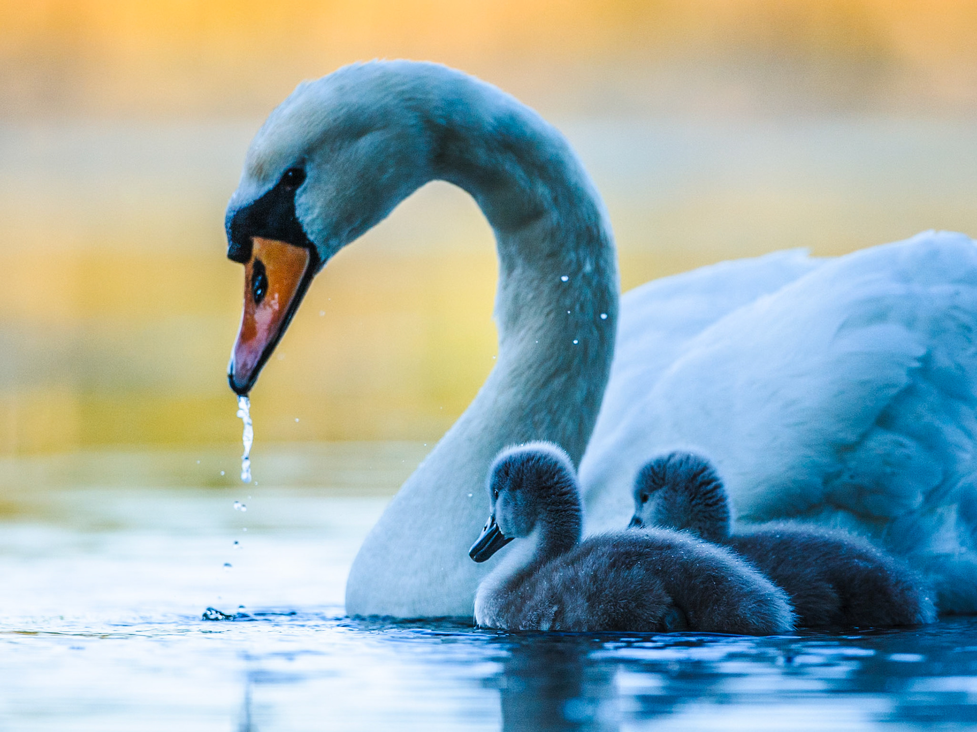 Mute Swan