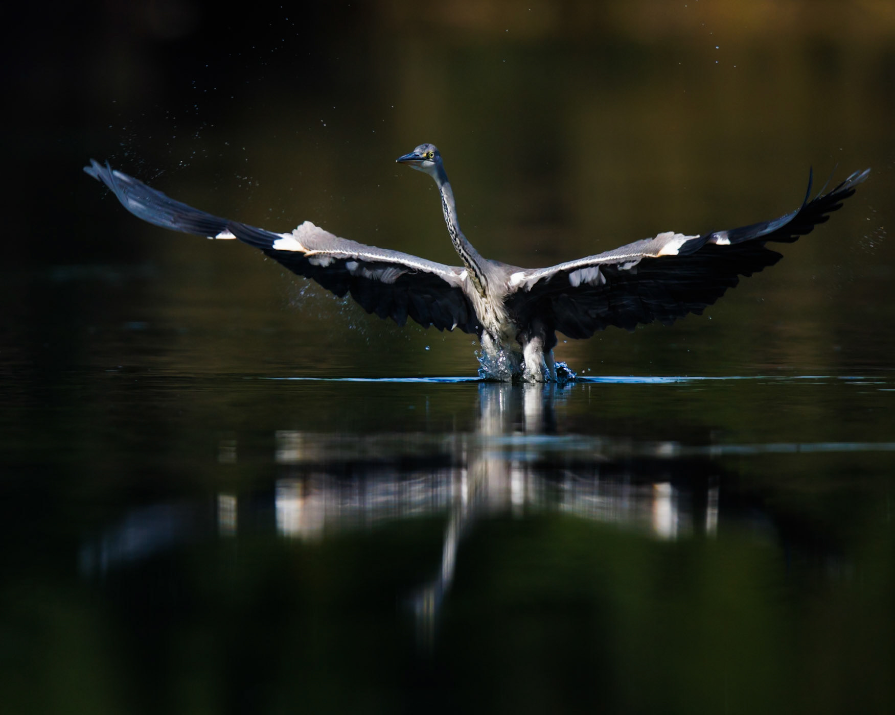 Grey Heron