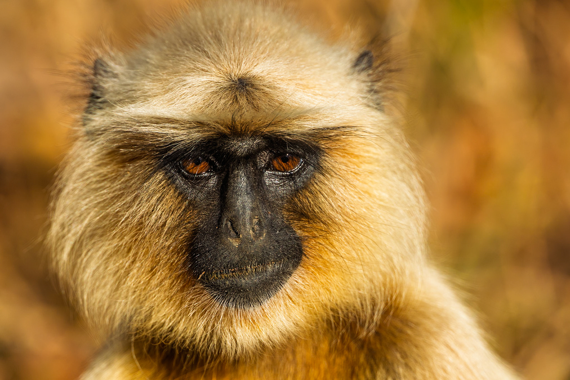 Hanuman Langur