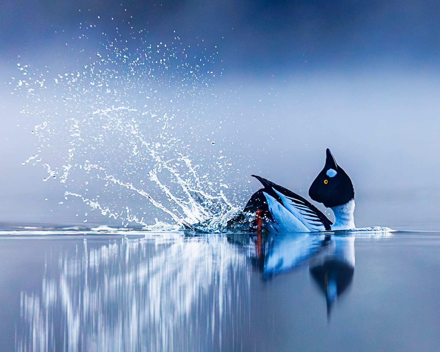 Common Goldeneye