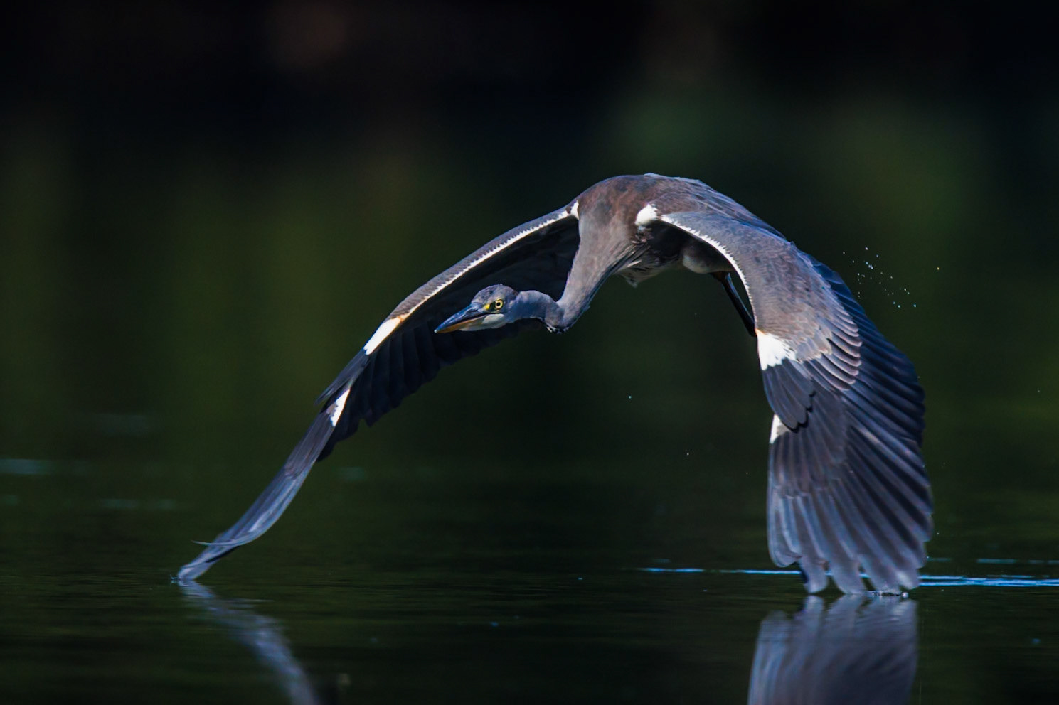 Grey Heron