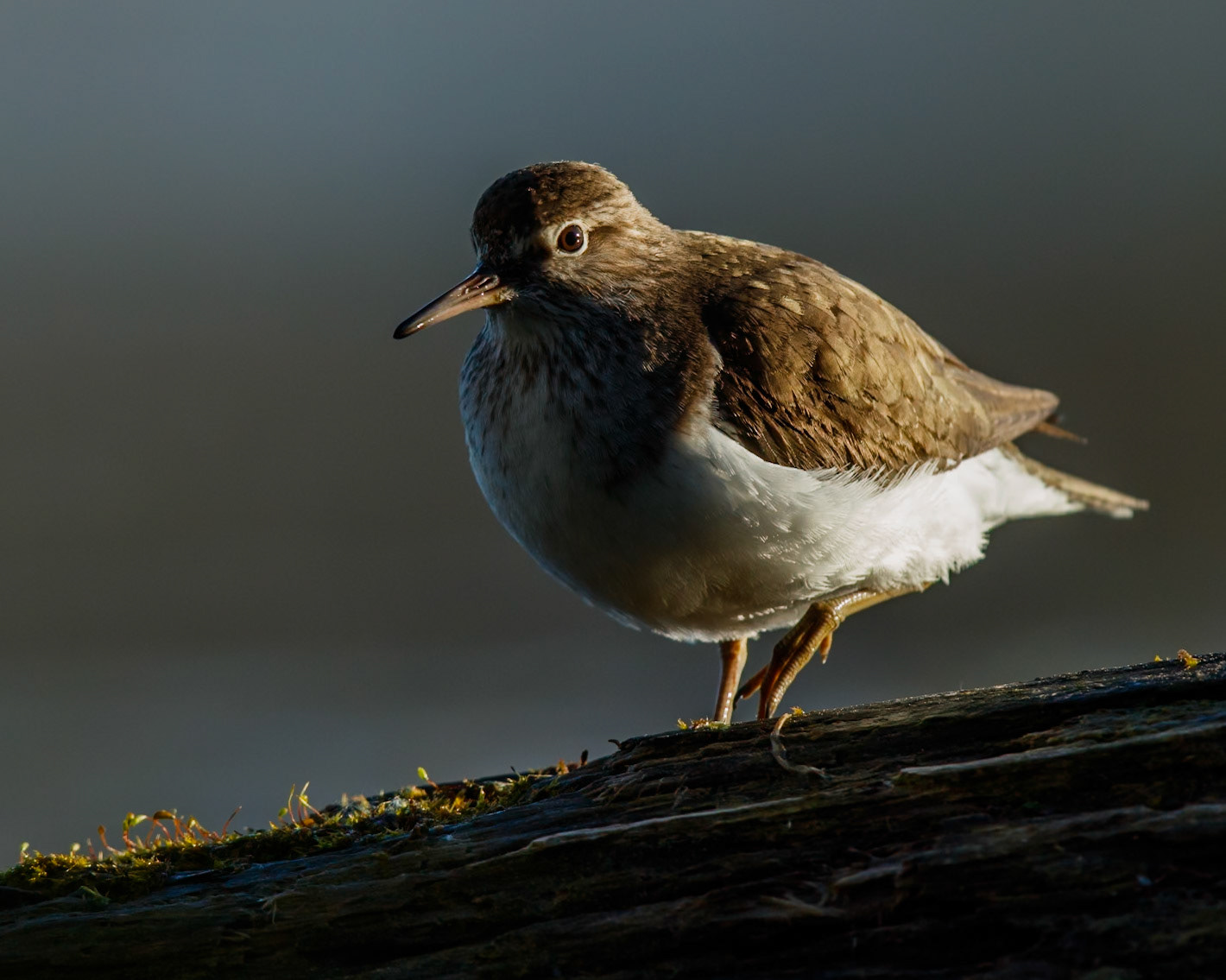 Common Sandpiper