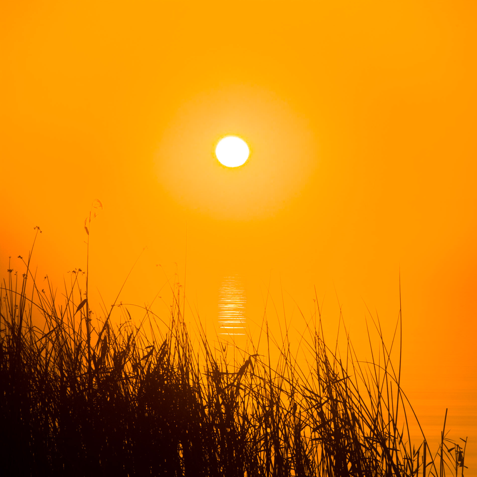 BOHUP 0031
