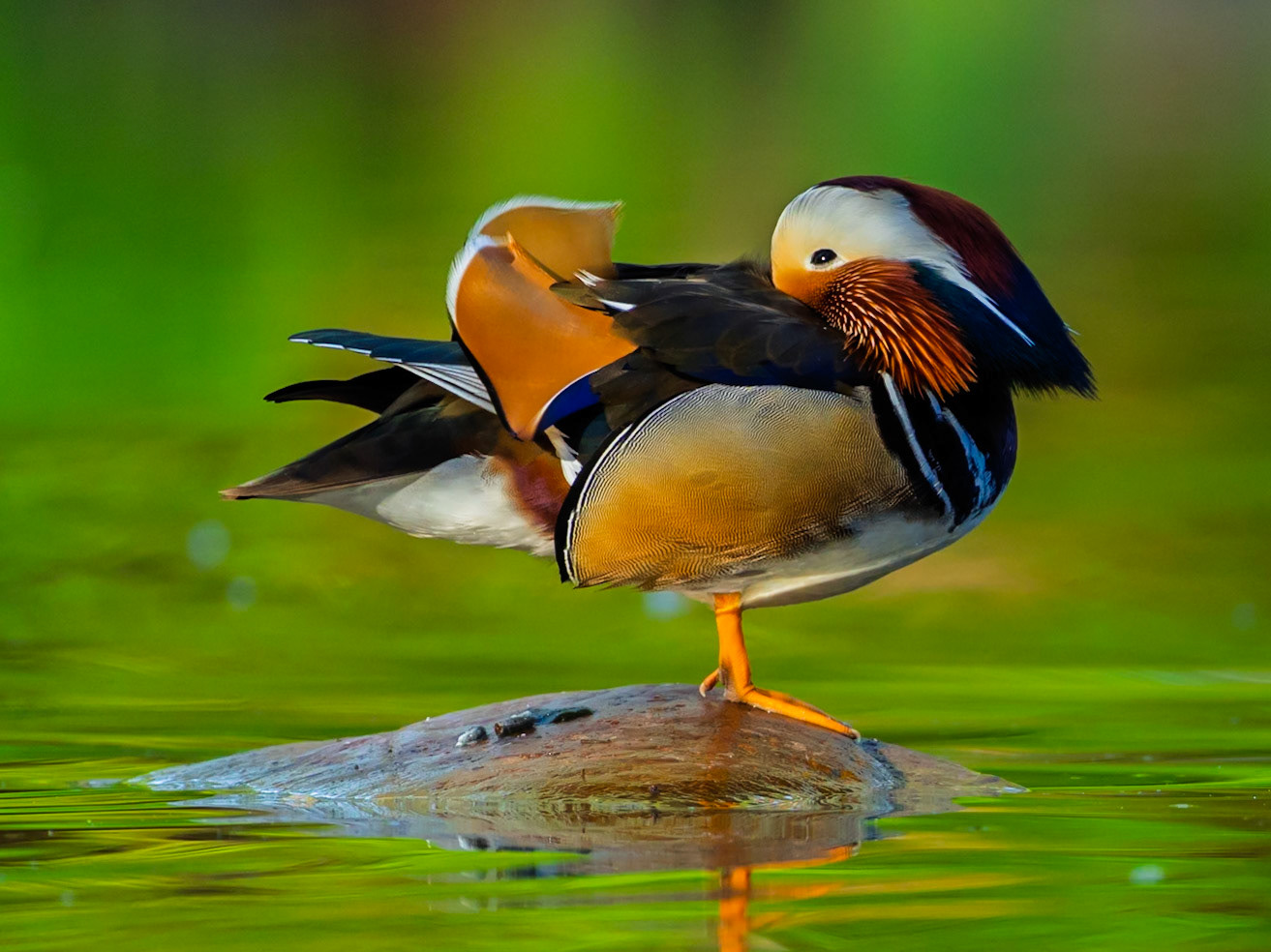 Mandarin Duck