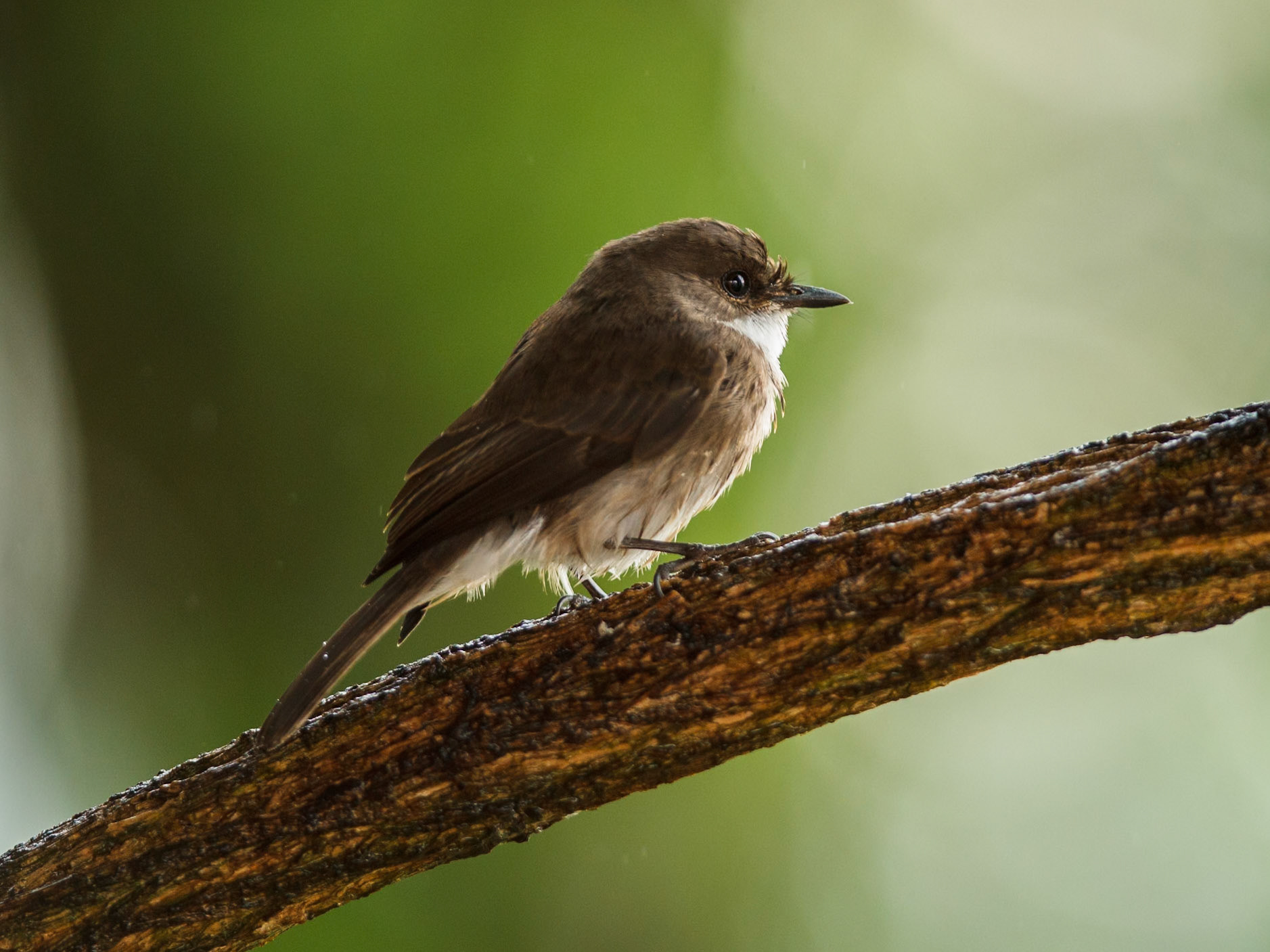 African Dusky Flycatcher