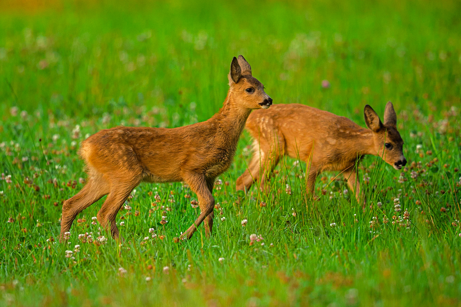 Roe Deer