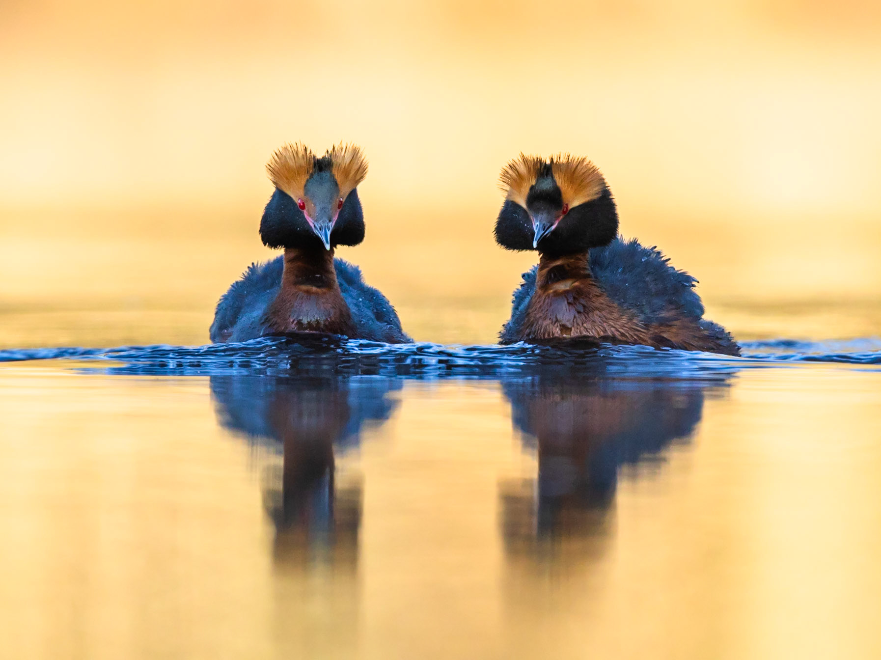Slavonian Grebe