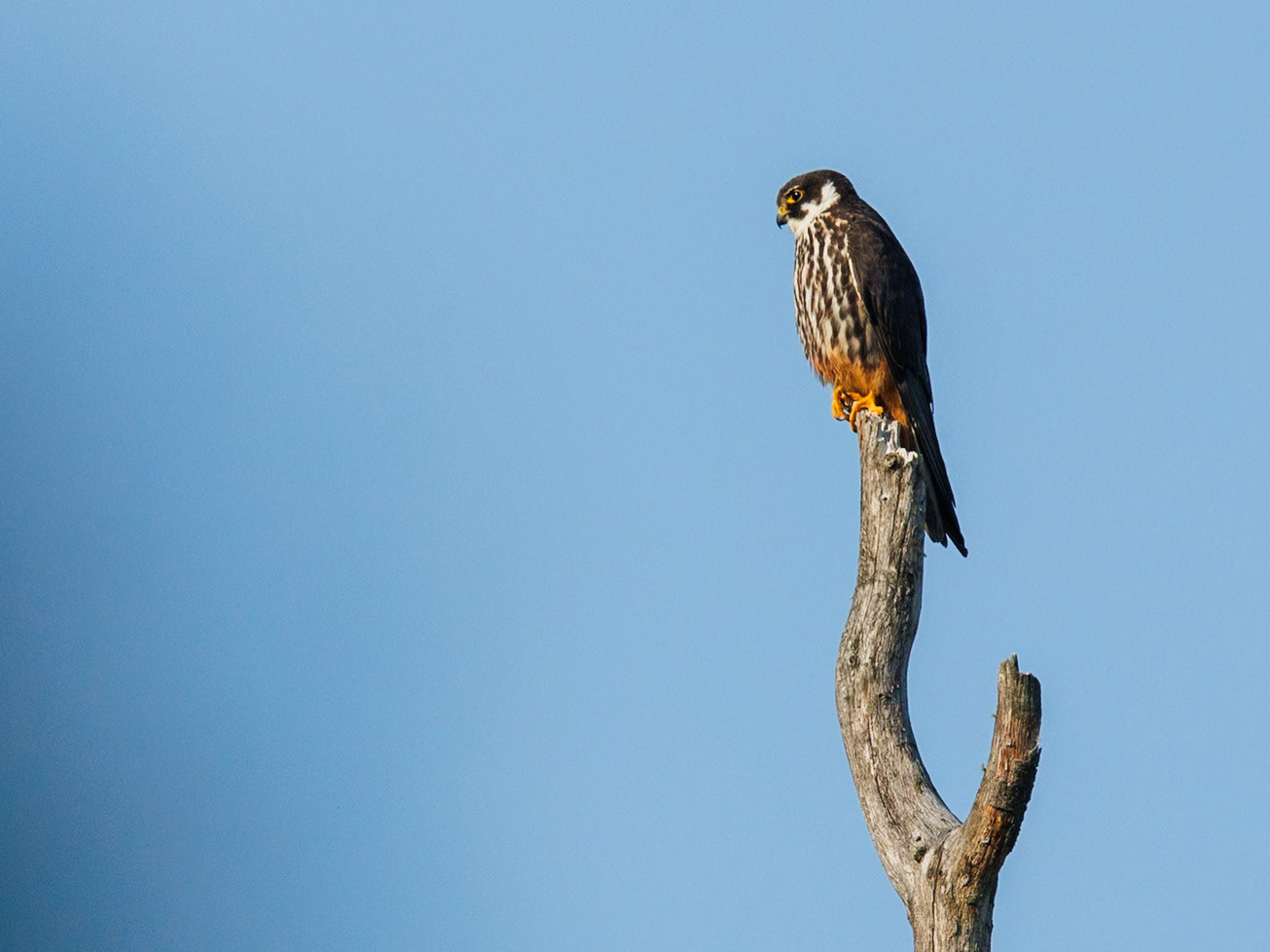 Eurasian hobby