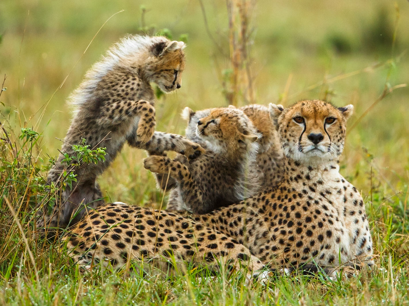 Cheetah in Masai Mara 2014