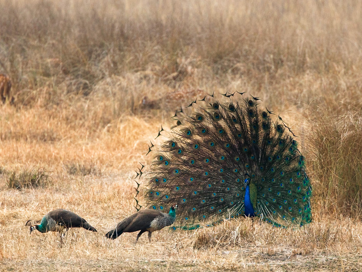 Indian Peafowl