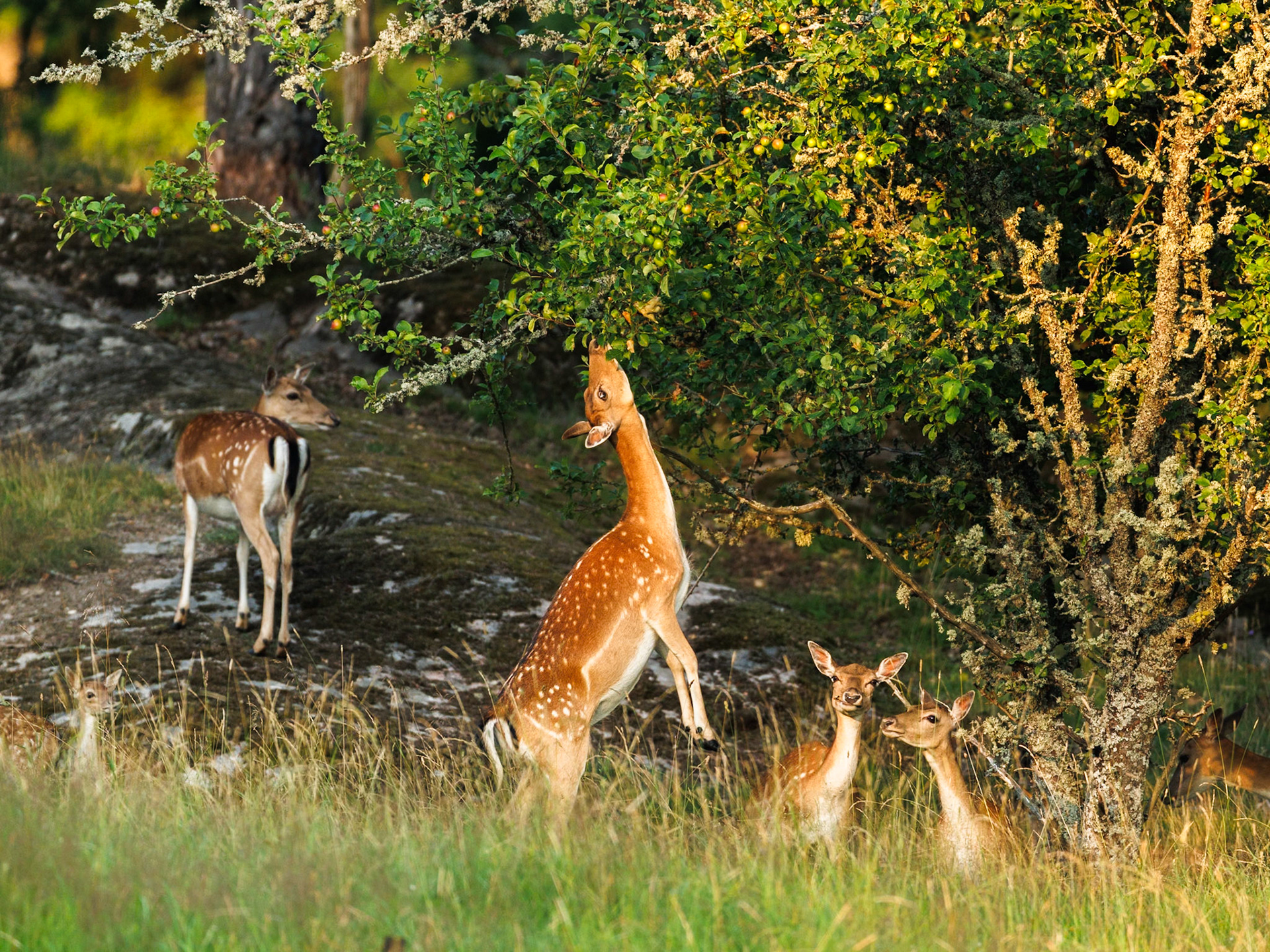 Fallow deer
