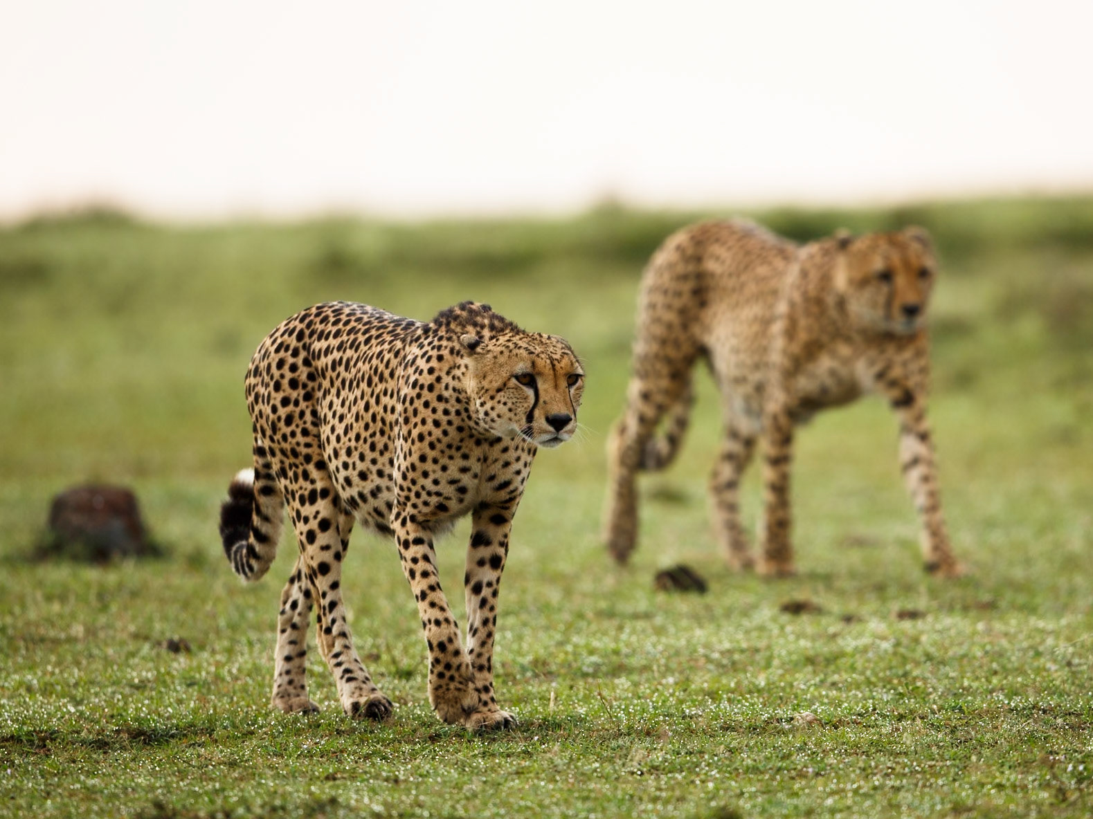 Cheetah in Masai Mara 2014