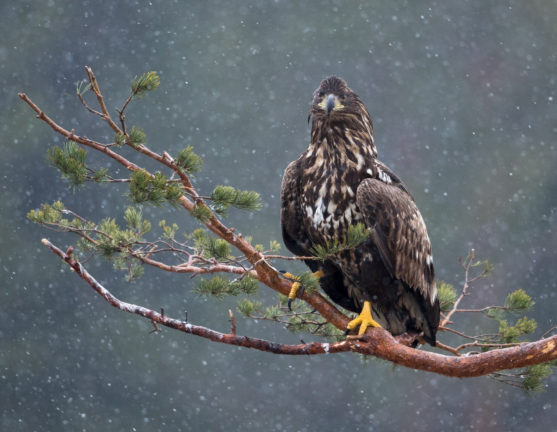 White-tailed Eagle