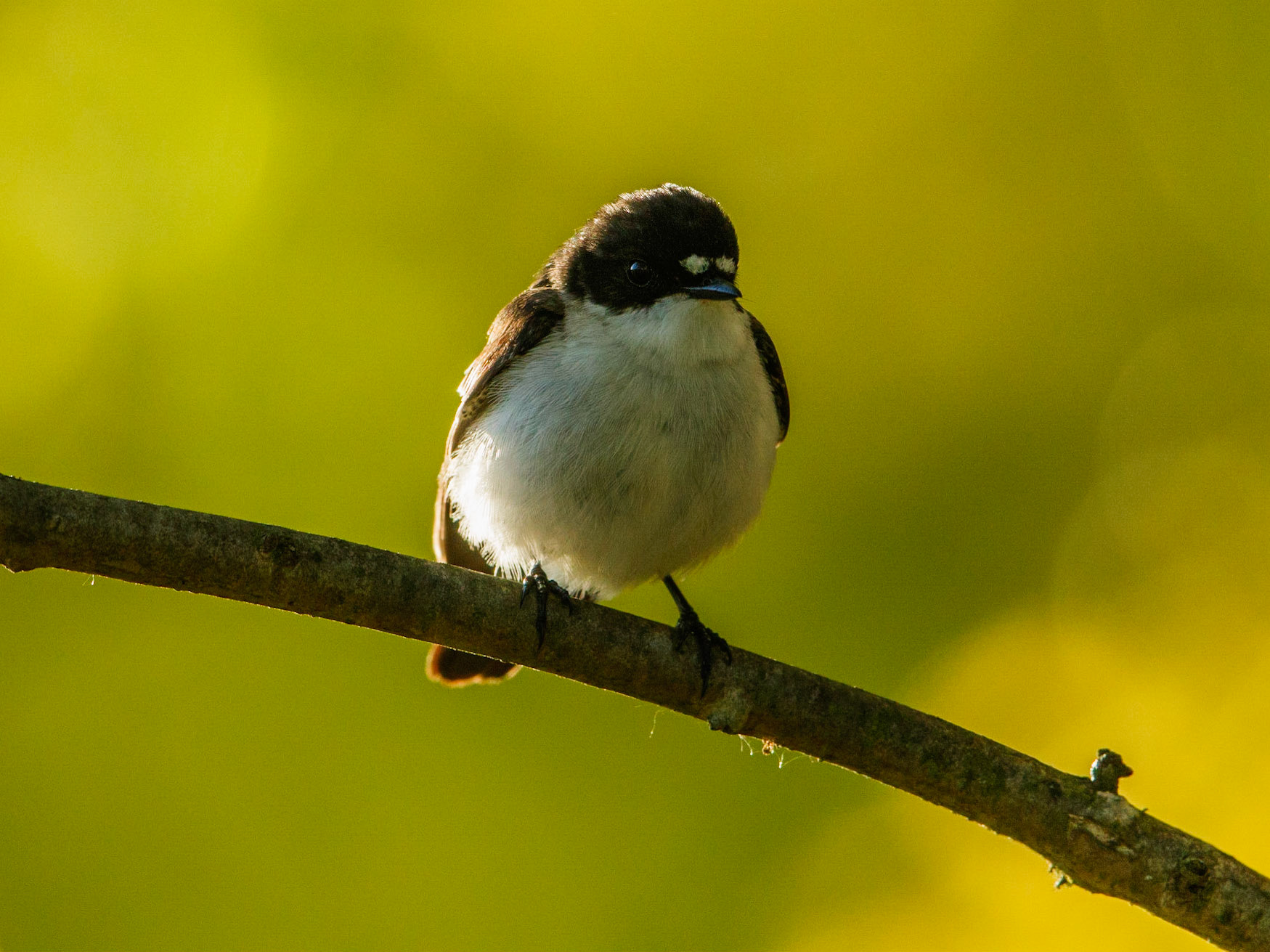 European Pied Flycatcher