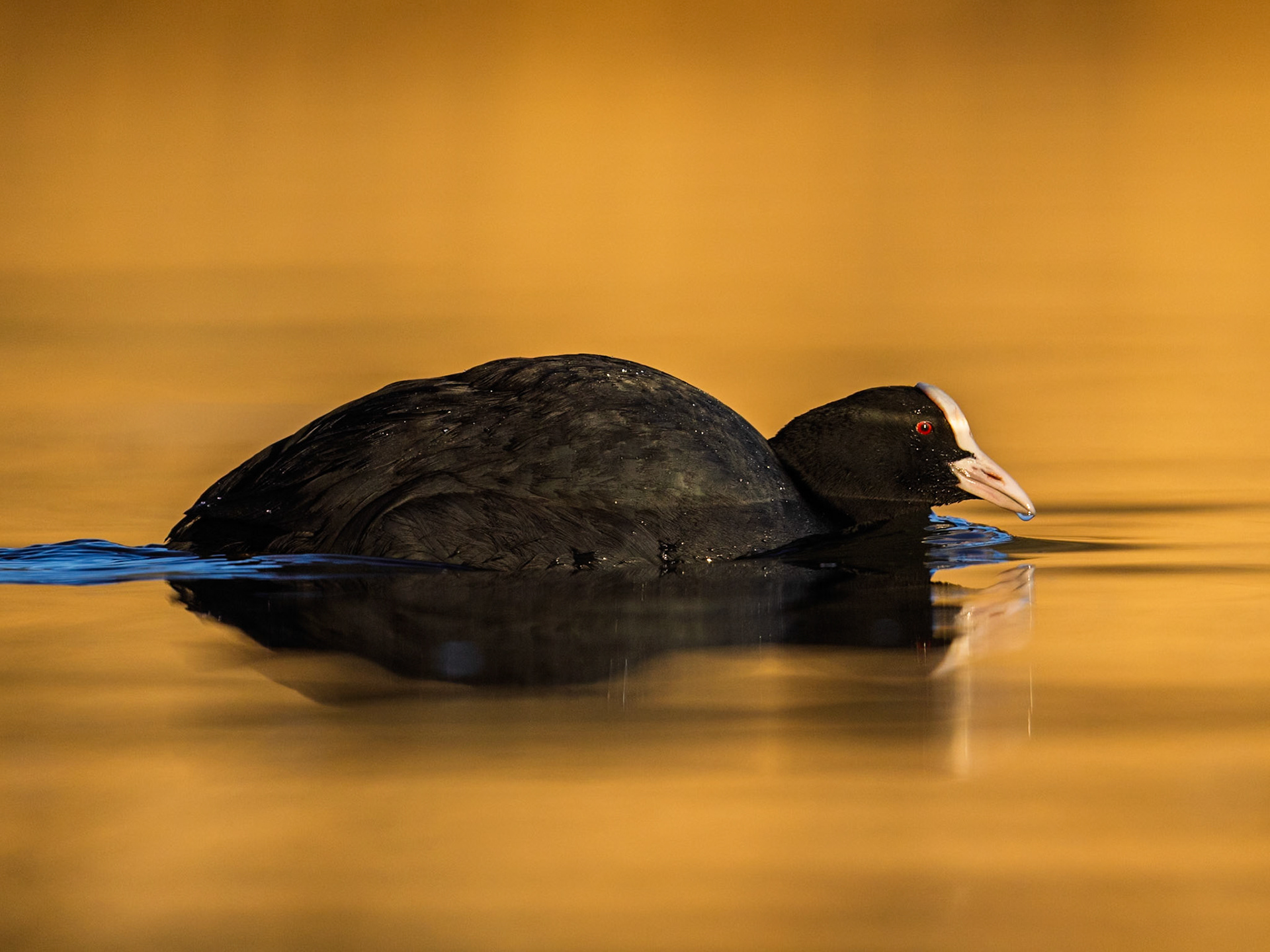 Eurasian Coot