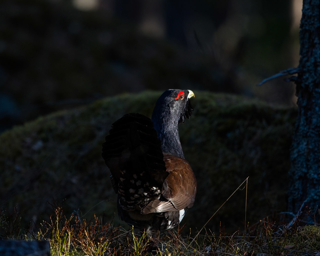 Western Capercaillie