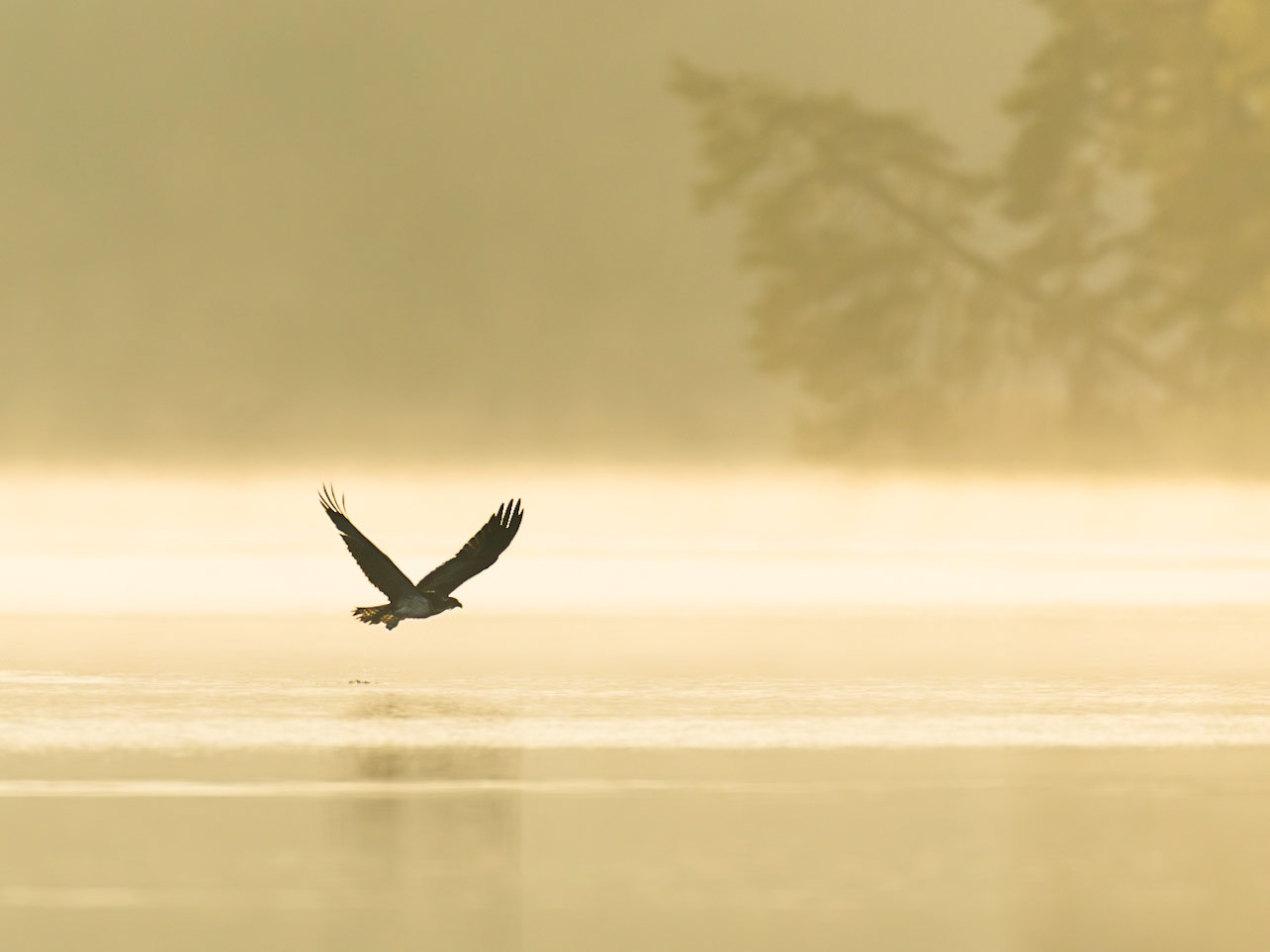 Osprey