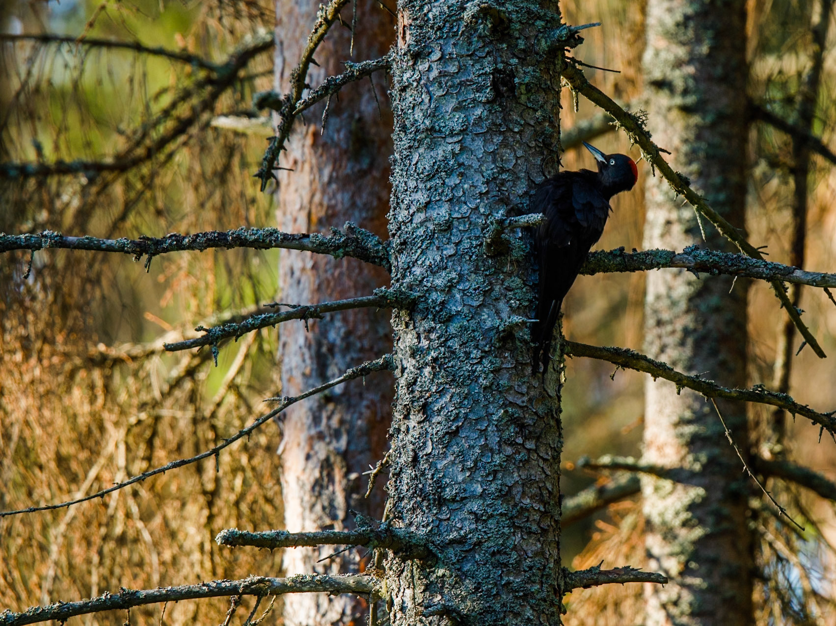 Black Woodpecker