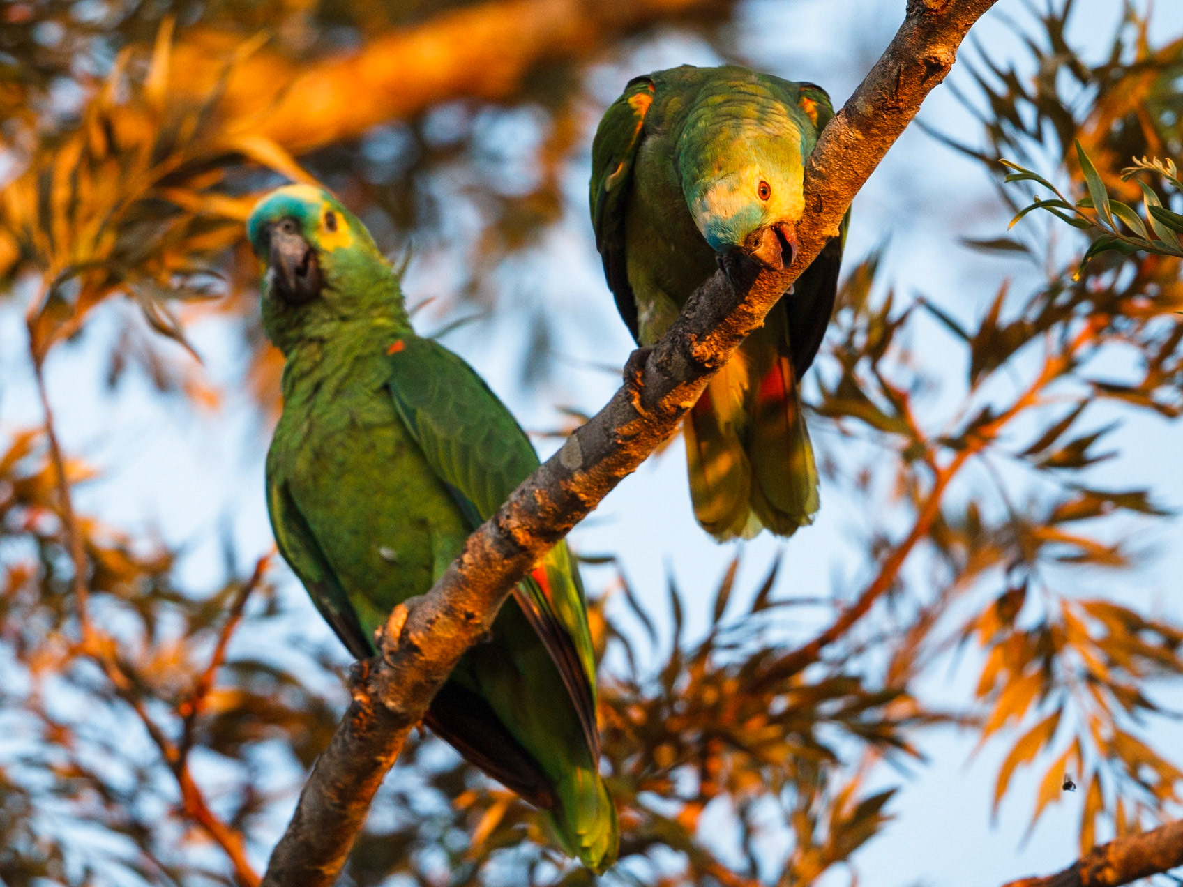 Blue-Fronted Parrot