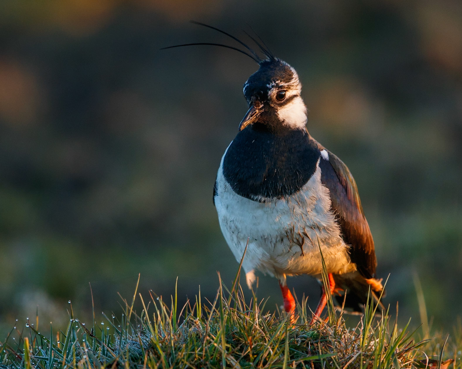 Northern Lapwing