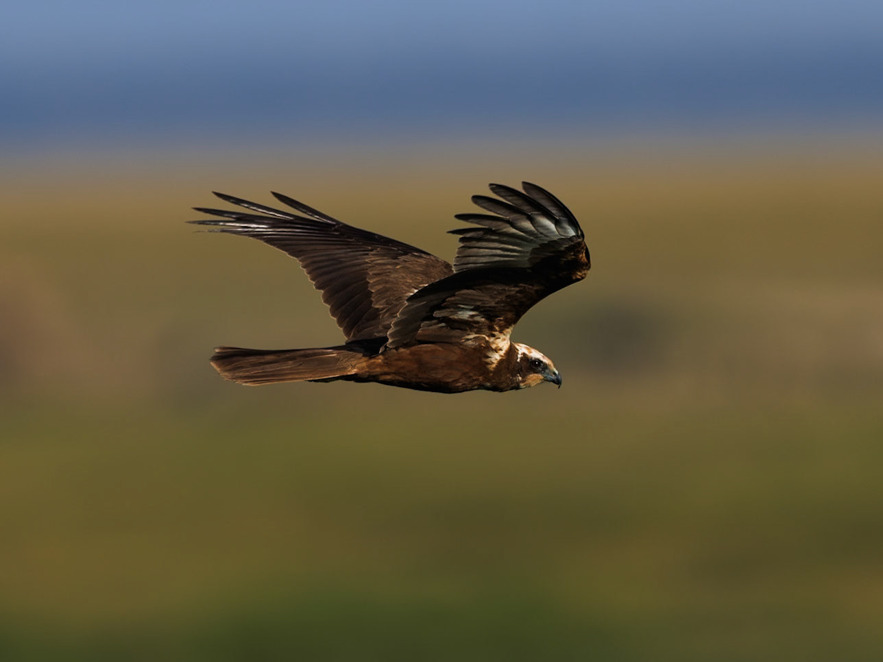 Western marsh harrier in Masai Mara 2026