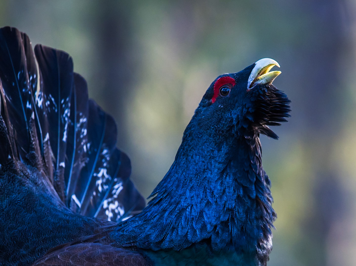 Western Capercaillie